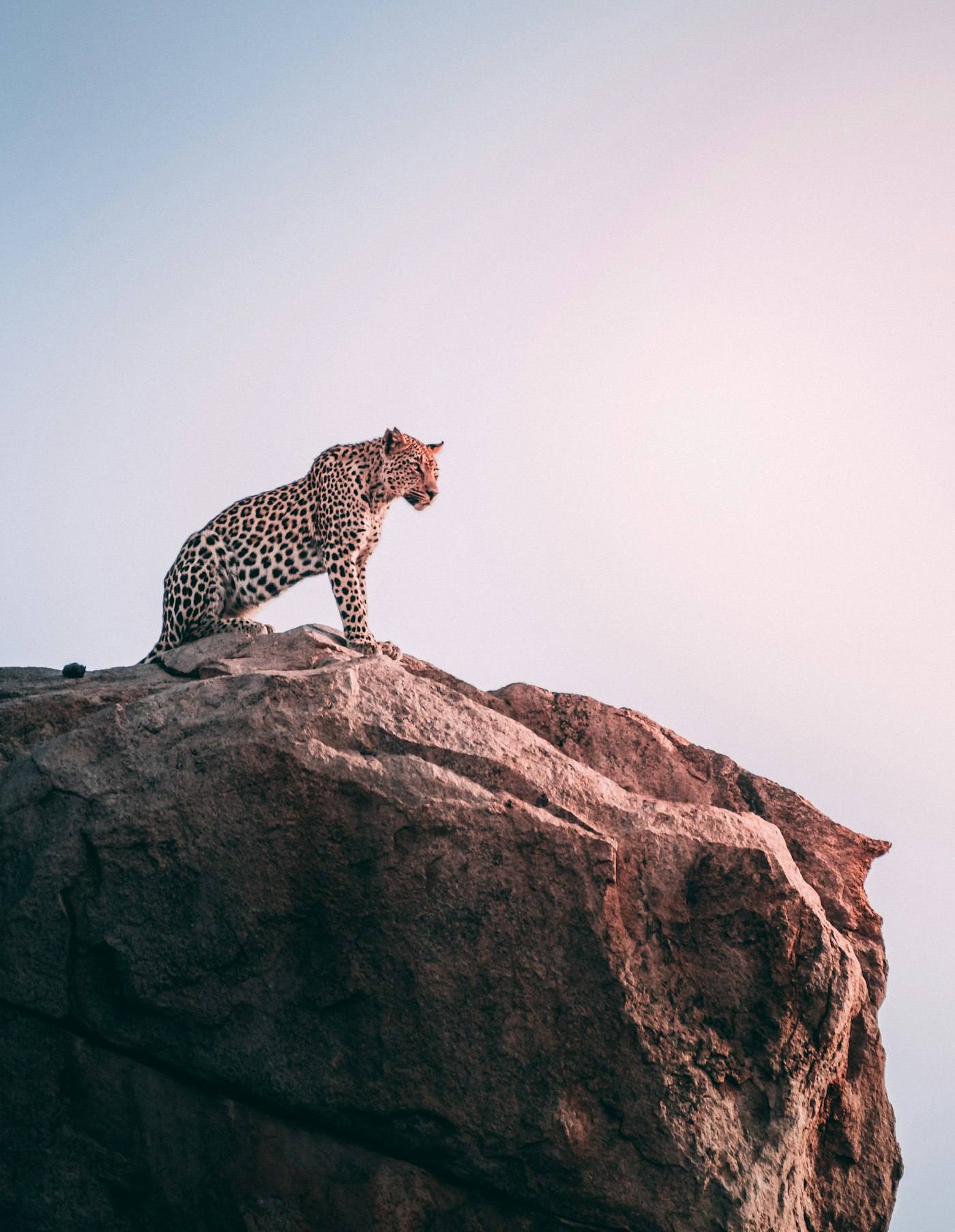 Leopard resting on a rock in Kruger National Park, South Africa