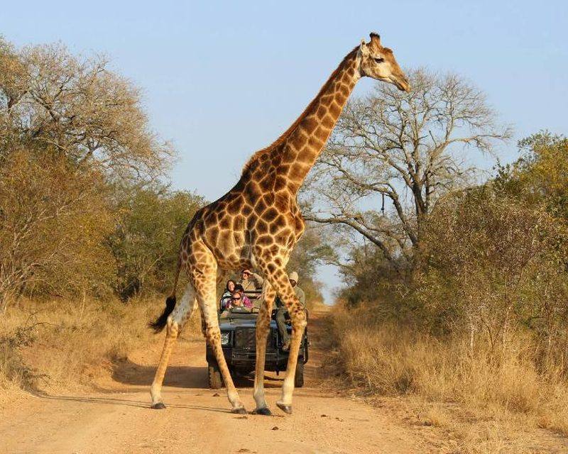 Giraffe crossing a dirt road beside a safari vehicle