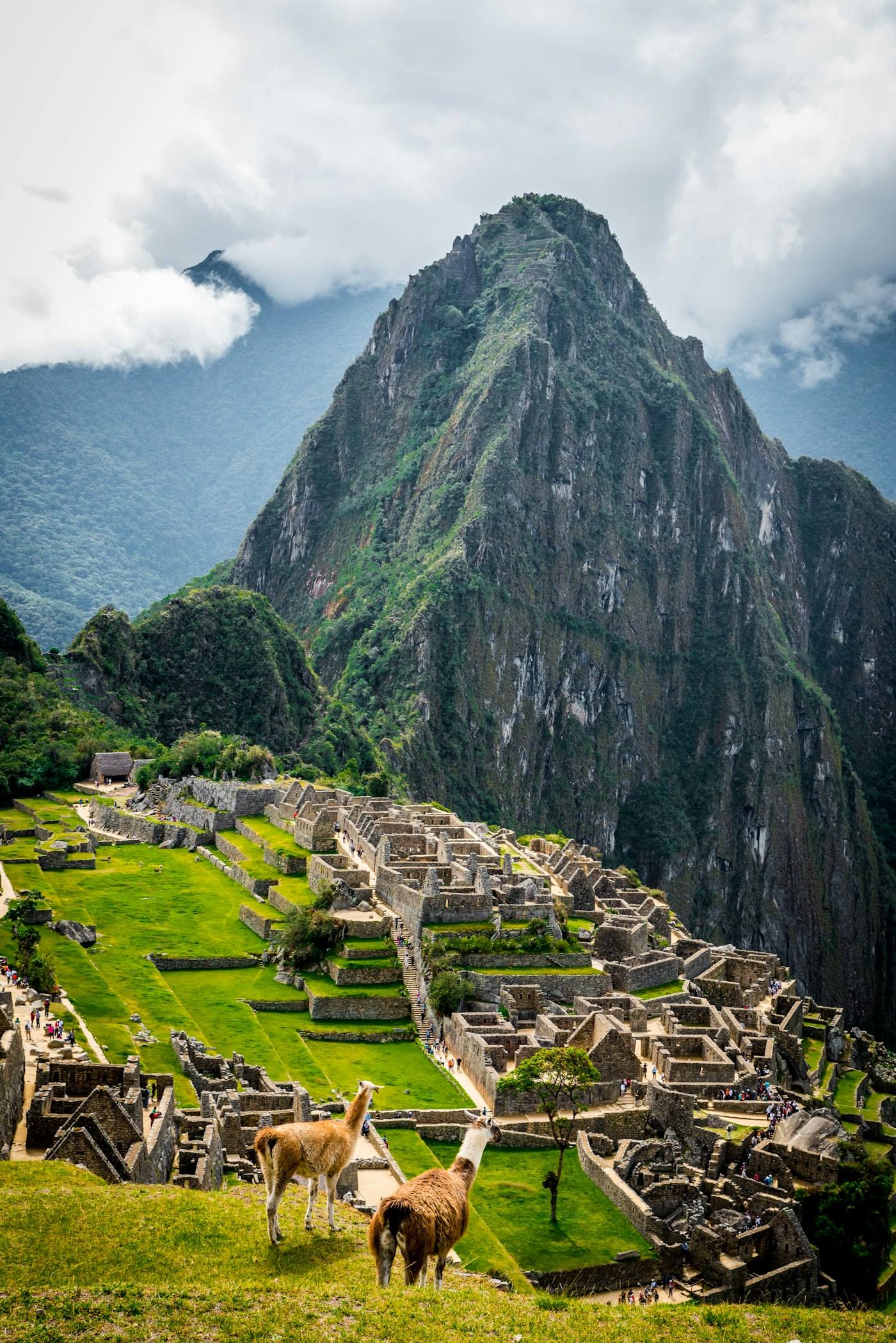 Two llamas on a grassy hill overlooking the ruins of Machu Picchu